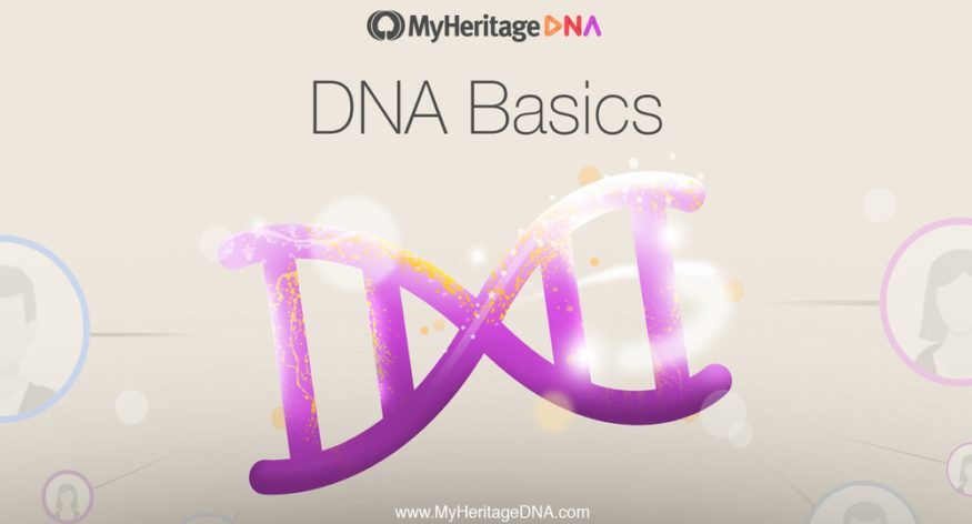 DNA-grunderna Kapitel 2: DNA-strukturen