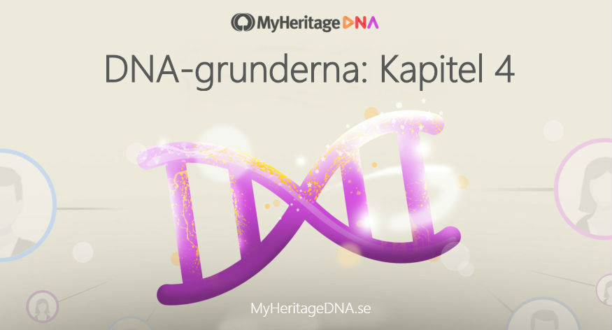DNA-grunderna: kapitel 4